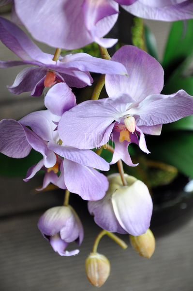 storczyk Regina w czarnej donicy, wys.60cm