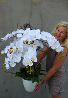 duży storczyk Mediolan Beauty we wkładzie do donicy, wys.100cm