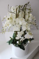 elegancki duży storczyk Milena Grande, wys.120cm