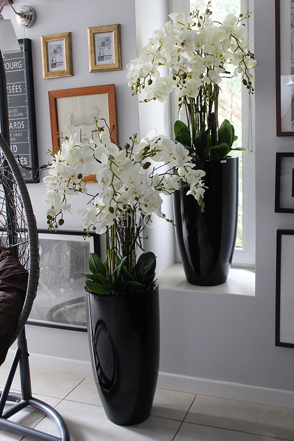 bardzo duży storczyk Black Grande w donicy, wys.120cm