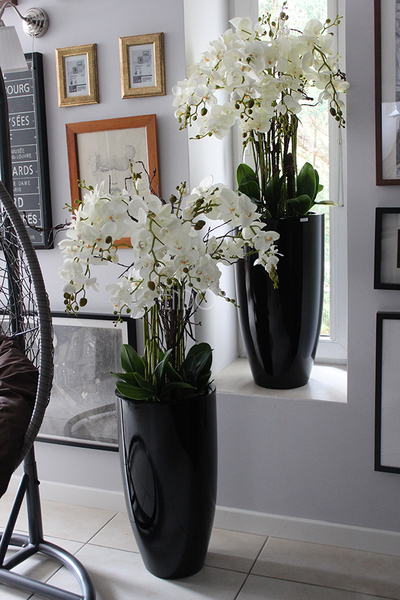 bardzo duży storczyk Black Grande w donicy, wys.120cm