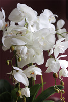 Mirena, storczyk w białej koronkowej donicy, wys.56cm