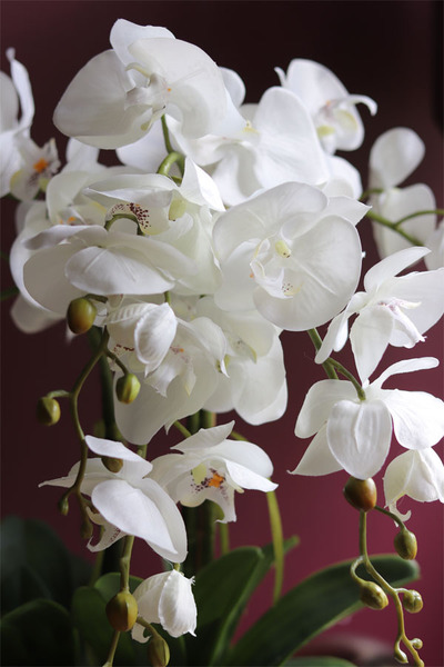 Mirena, storczyk w białej koronkowej donicy, wys.56cm