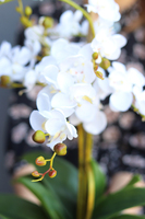 Perono, storczyk w szarej donicy, wys.56cm