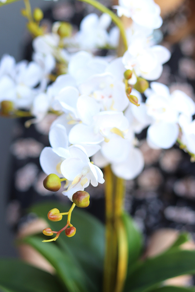 Perono, storczyk w szarej donicy, wys.56cm