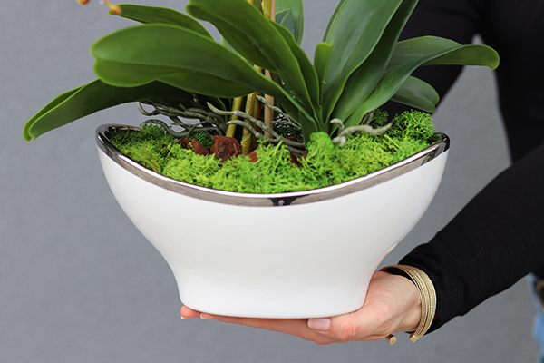 elegancki niebieski storczyk, Blue Genillo, wys.56cm