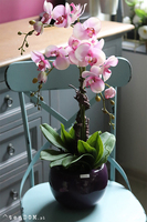 Fiolettina, różowy storczyk w fioletowej donicy, wys.67cm