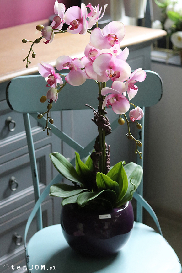 Fiolettina, różowy storczyk w fioletowej donicy, wys.67cm