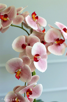 Belluna Princessa, różowy storczyk w białej donicy glamour, wys.72cm