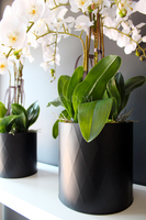 komplet - 3 szt. sztucznych storczyków Black Dreams, wys. 87, 72 i 69cm 