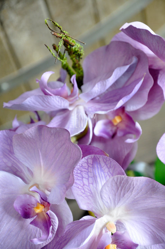 storczyk Regina w czarnej donicy, wys.60cm