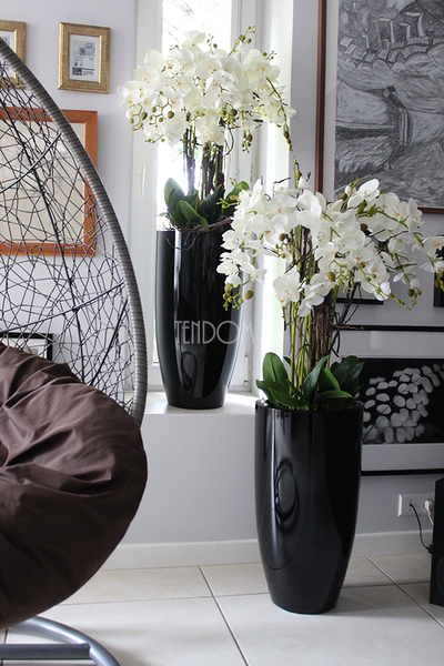 bardzo duży storczyk Black Grande w donicy, wys.120cm