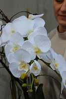 bardzo duży storczyk Emilie Grande Grey w minimalistycznej donicy, wys.100cm