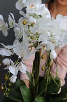 bardzo duży storczyk Pallais w metalowym pucharze, wys.85cm