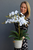 Perono, storczyk w szarej donicy, wys.56cm