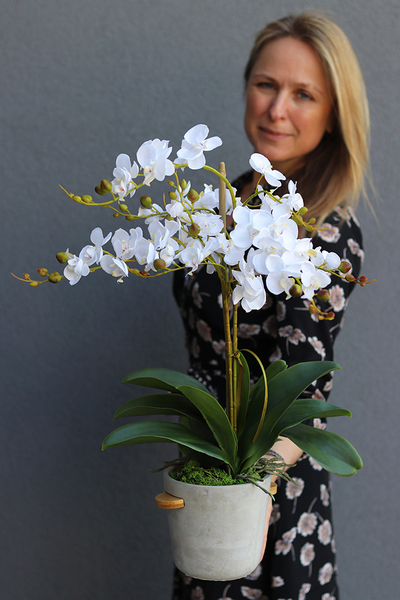 Perono, storczyk w szarej donicy, wys.56cm