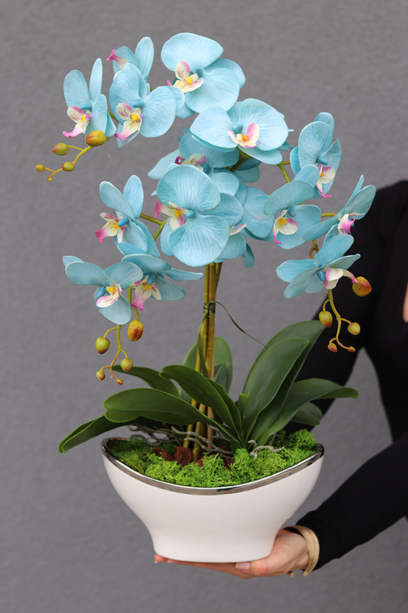 elegancki niebieski storczyk, Blue Genillo, wys.56cm