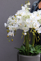 Grey Grande Filatro, efektowny storczyk w szarej donicy ceramicznej, wys.130cm 