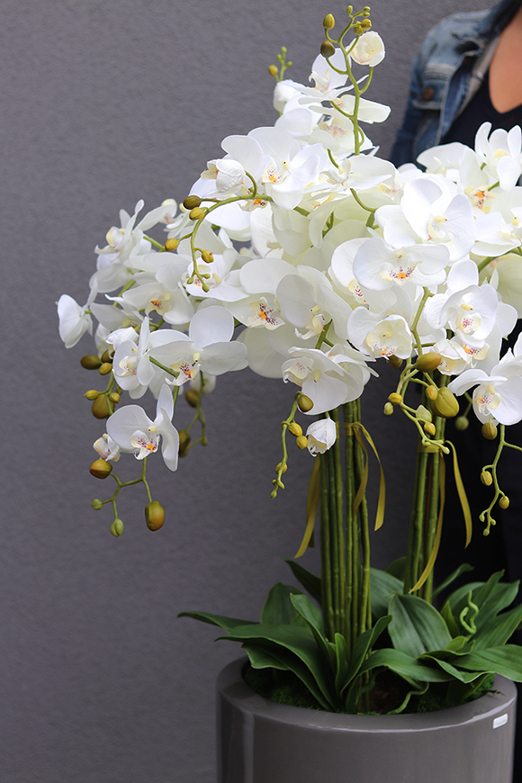 Grey Grande Filatro, efektowny storczyk w szarej donicy ceramicznej, wys.130cm 