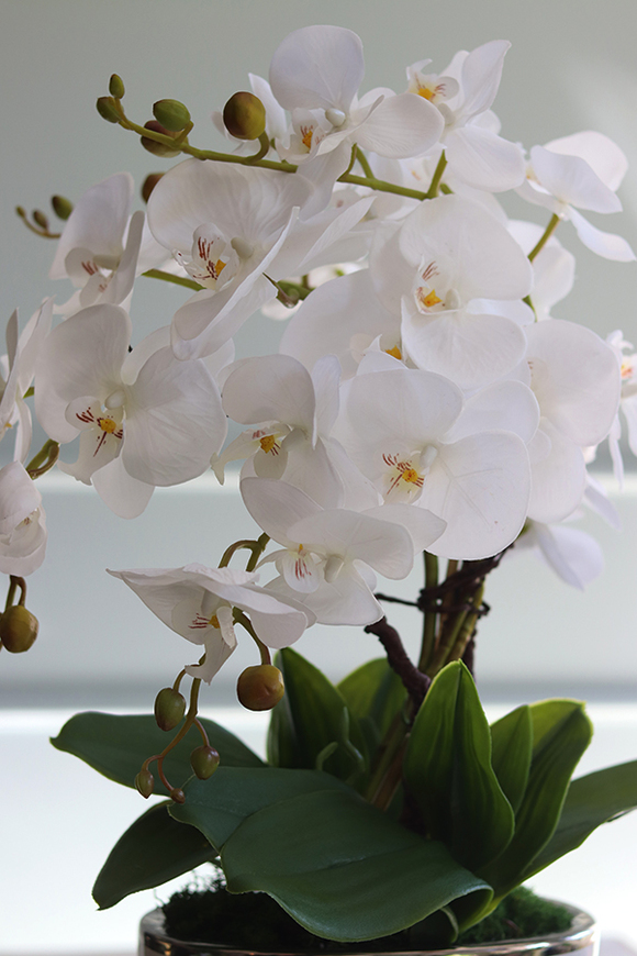 Cinderella White, biały storczyk w donicy glamour, wys.57cm