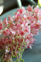 bukiet tajskiej orchidei, Multikolor, różowa, 12szt, dł.67cm 