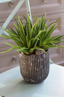 Debrano, kompozycja sukulenty w czarnym naczyniu, wys.33cm