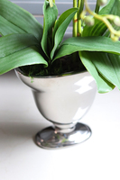 Różowa Poświata, storczyk w lustrzanej donicy, wys.67cm 