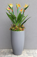 egzotyczna kompozycja w szarej donicy, Strelicja Fiberglass Grande, wym.162cm