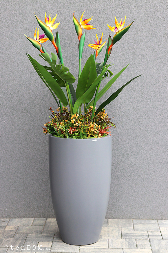 egzotyczna kompozycja w szarej donicy, Strelicja Fiberglass Grande, wym.162cm