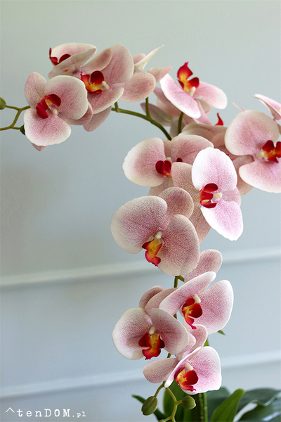 Belluna Princessa, różowy storczyk w białej donicy glamour, wys.72cm