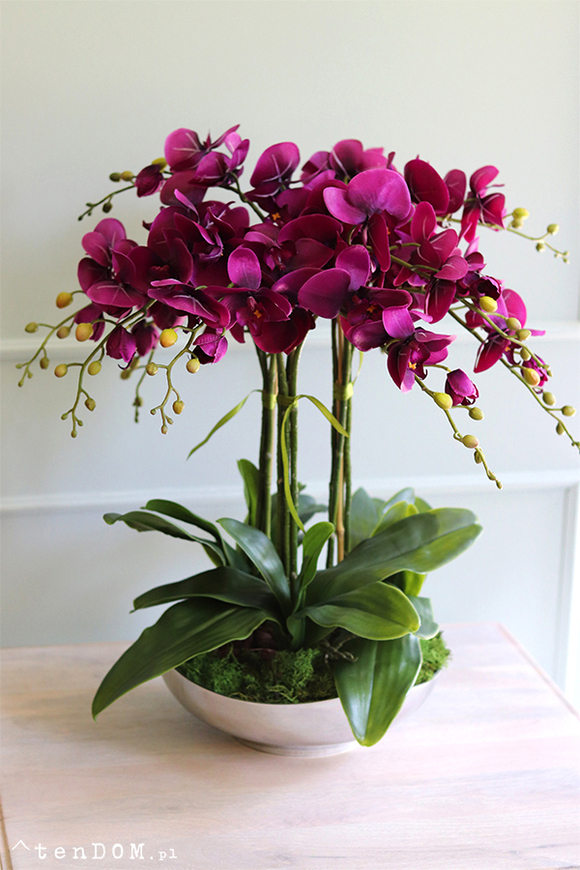 fioletowy storczyk Silver Dream  w srebrnej misie, wys.60cm