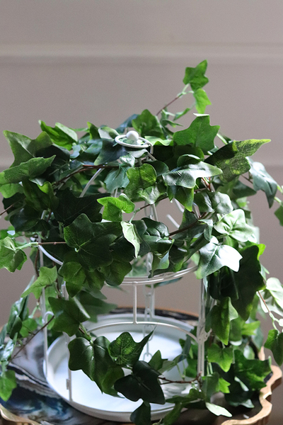 kompozycja klatka z bluszczem, Gardenia, wys.39cm 