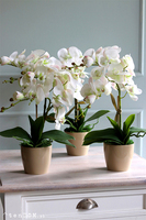 Mediolan Mini Cappucino, biały storczyk w plastikowej donicy, wys.46cm 