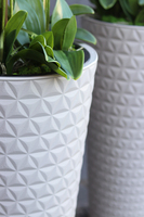 bardzo duży storczyk w beżowo - szarej donicy, Taupe Grande, wys.144cm