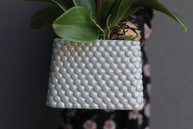 Lucilla, storczyk w szarej donicy, wys.60cm