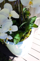 ogromny storczyk Design White Grande w donicy, wys.155cm