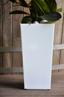 bardzo duży storczyk Emilie Grande w minimalistycznej donicy, wys.100cm