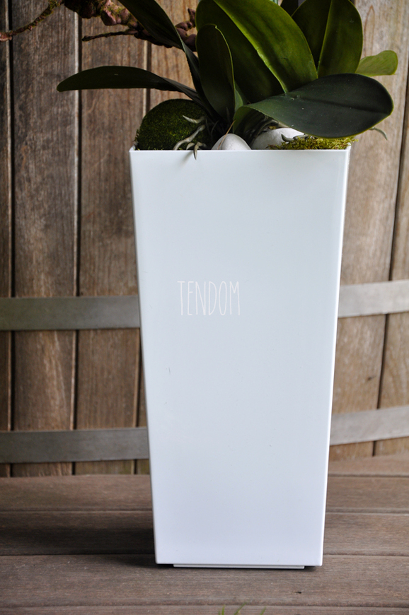 bardzo duży storczyk Emilie Grande w minimalistycznej donicy, wys.100cm