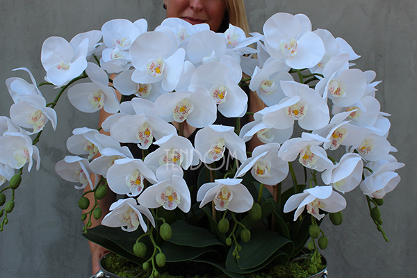 bardzo duży storczyk w eleganckim pucharze Alladino 2, wys.68cm