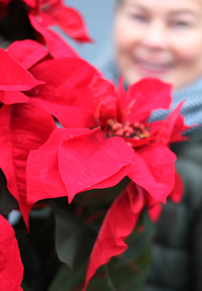 Gwiazda Betlejemska I, wysokiej jakości sztuczna roślina, wym.35x50cm
