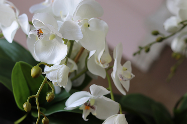 storczyk Black Japan Small w czarnej donicy, wys.55cm 