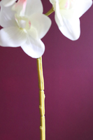 gałązka kwiatowa, gumowy storczyk / orchidea Cymbydium Krem, dł.79cm