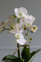 Mediolan Mini Cappucino, biały storczyk w plastikowej donicy, wys.46cm 