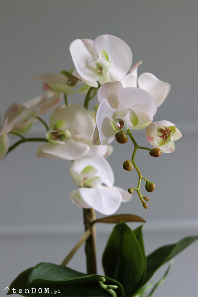 Mediolan Mini Cappucino, biały storczyk w plastikowej donicy, wys.46cm 