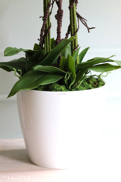 duży storczyk Mediolan Round 4 w białej donicy, wys.98cm