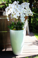 ogromny storczyk Design White Grande w donicy, wys.155cm