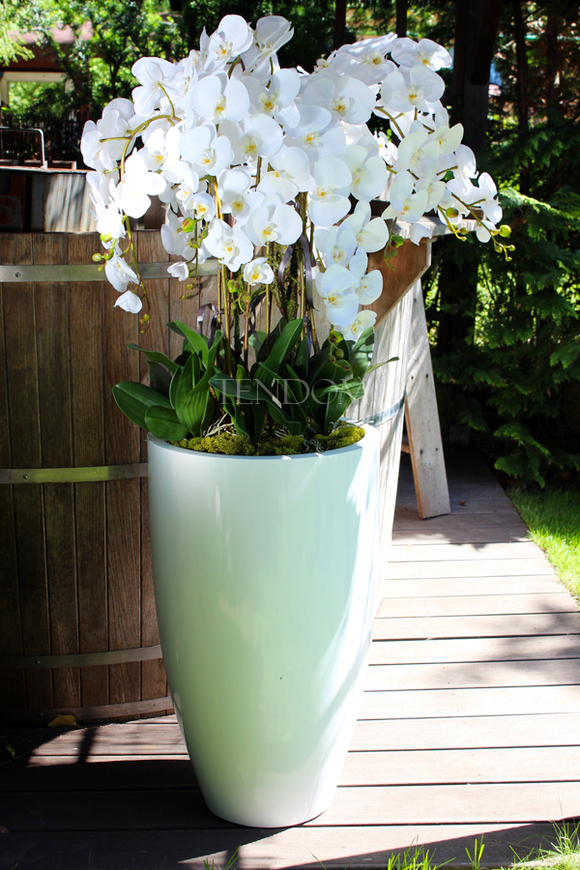 ogromny storczyk Design White Grande w donicy, wys.155cm
