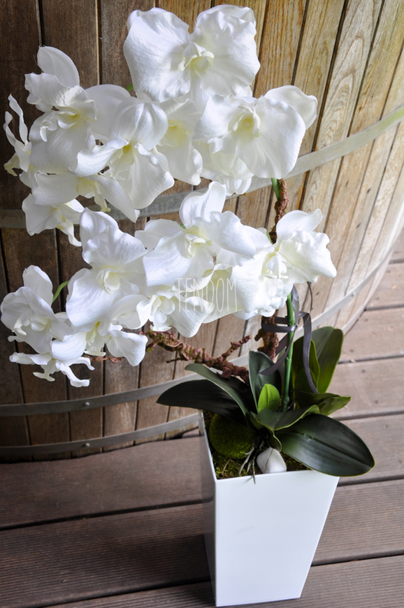 bardzo duży storczyk Emilie Grande w minimalistycznej donicy, wys.100cm