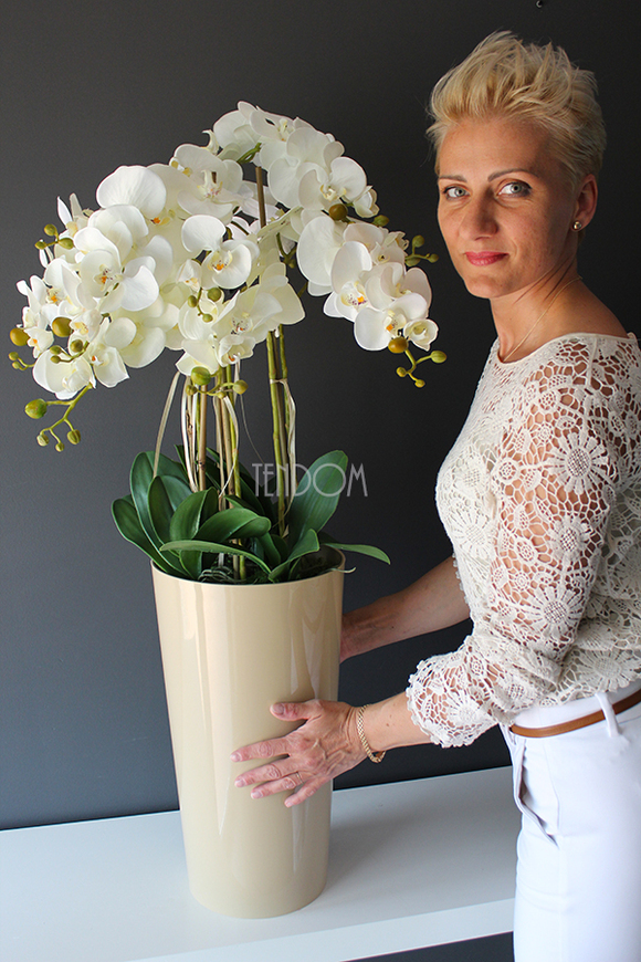 średni storczyk Mediolan w beżowej donicy, wys.100cm