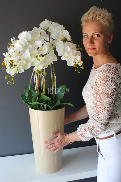 średni storczyk Mediolan w beżowej donicy, wys.100cm